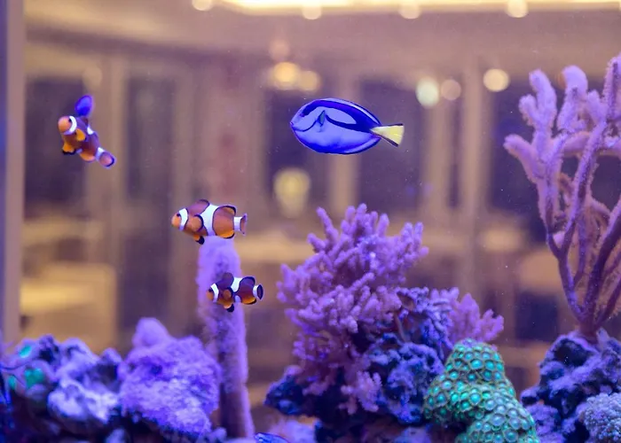 Hotel Feldberg Riccione